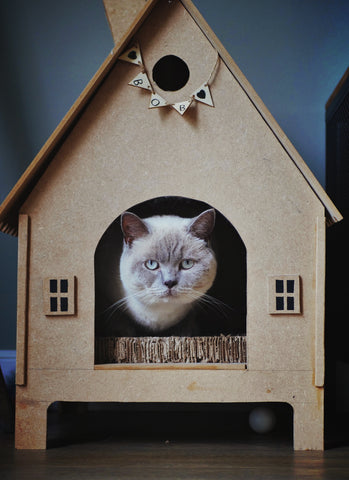 Cat Litter Boxes